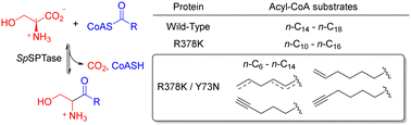 Graphical abstract: Broadening the substrate range of serine palmitoyltransferase by protein engineering and applications to 3-keto-dihydrosphingosine analogs