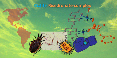 Graphical abstract: Tetranuclear and dinuclear Cu(ii) complexes with risedronate as anti-Trypanosoma cruzi and anti-Leishmania mexicana agents. Synthesis, crystal structures, and biological evaluation