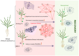 Graphical abstract: Manganese oxide nanoparticles elicit cadmium tolerance in wheat seedlings by ionomic and phenomic adjustment, regulation of AsA–GSH pathway, cellular thickness recovery, and antioxidant modulation