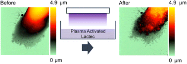Graphical abstract: Nanoscale visualization of the anti-tumor effect of a plasma-activated Ringer's lactate solution