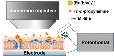 Graphical abstract: Electrochemiluminescence microscopy for the investigation of peptide interactions within planar lipid membranes