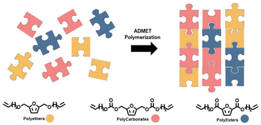 Graphical abstract: Exploring the versatility of novel furan-based α,ω-diene carbonate monomers: synthesis, (co-)polymerization, and comparative study