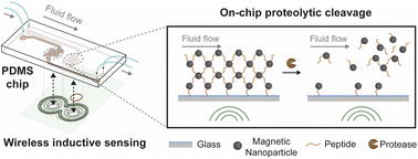 Graphical abstract: A fluidic device for continuous on-line inductive sensing of proteolytic cleavages