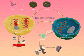 Graphical abstract: DFO-modified polydopamine sulfonated PEEK enhances osseointegration through macrophage immunomodulation and osteogenic differentiation of BMSCs