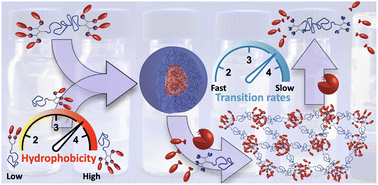 Graphical abstract: Programming cascade mesophase transitions of enzyme-responsive formulations via molecular engineering of dendritic amphiphiles