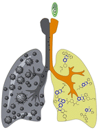 Graphical abstract: Advances in quinoxaline derivatives: synthetic routes and antiviral efficacy against respiratory pathogens