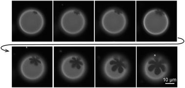 Graphical abstract: Thermal preconditioning of membrane stress to control the shapes of ultrathin crystals