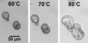 Graphical abstract: A refined mechanistic model for swelling kinetics of starch granules