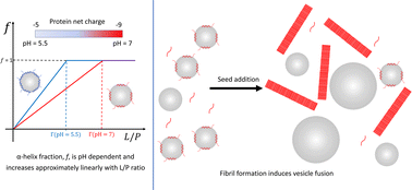 Graphical abstract: α-Synuclein interaction with POPC/POPS vesicles