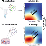 Graphical abstract: Optimizing gelation time for cell shape control through active learning
