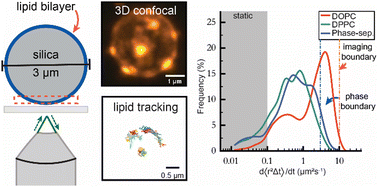 Graphical abstract: Single-lipid tracking reveals heterogeneities in the nanoscale dynamics of colloid-supported lipid bilayers