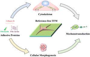 Graphical abstract: Revelation of adhesive proteins affecting cellular contractility through reference-free traction force microscopy