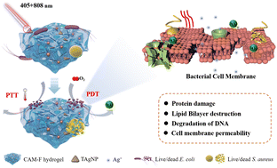 Graphical abstract: Thermosensitive curcumin/silver/montmorillonite-F127 hydrogels with synergistic photodynamic/photothermal/silver ions antibacterial activity