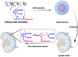 Graphical abstract: Peptide nanovaccine conjugated via a retro-Diels–Alder reaction linker for overcoming the obstacle in lymph node penetration and eliciting robust cellular immunity