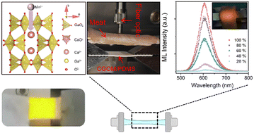 Graphical abstract: Intense and repeatable orange mechanoluminescence of Mn2+ activated CaGa4O7 for visualized mechanics sensing