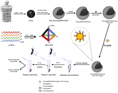 Graphical abstract: A DNA tetrahedron-inspired magnetic hybrid with regular distribution of trypsin for ultra-fast digestion of proteins and glycoproteomics analysis