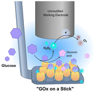 Graphical abstract: Biocatalysis on plastic stick tips: unconventional electrochemical enzyme biosensing on adjacent bare working electrode disks