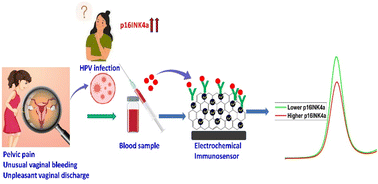 Graphical abstract: Development of a highly sensitive, label-free electrochemical immunosensor for p16INK4a detection: a step toward early cervical cancer diagnosis