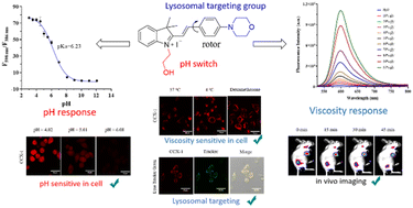 Graphical abstract: Rational construction of a simplified hemicyanine-based fluorescent probe CCX-1 with dual pH and viscosity response for lysosome-specific tumour imaging