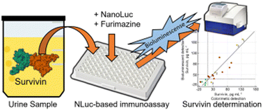 Graphical abstract: A urine survivin (BIRC5) bioluminescence-based immunoassay