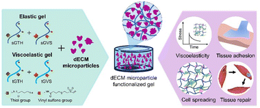 Graphical abstract: Functionalization of viscoelastic gels with decellularized extracellular matrix microparticles enhances tissue adhesion, cell spreading, and tissue regeneration