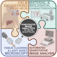 Graphical abstract: Seeing deep to map cell–biomaterial interactions via whole mount light sheet imaging and automated analytics in decellularized extracellular matrix models