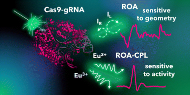 Graphical abstract: Chiral sensing combined with nuclease activity assay to track Cas9 dynamics in solution: ROA and CPL study