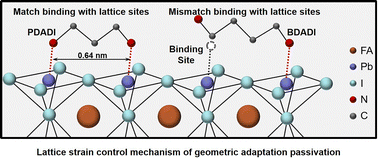 Graphical abstract: Lattice strain control mechanism of geometric adaptation passivation for efficient and stable perovskite solar cells