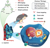 Graphical abstract: Near-infrared 10B-BODIPY for precise guidance of tracer imaging and treatment in boron neutron capture therapy