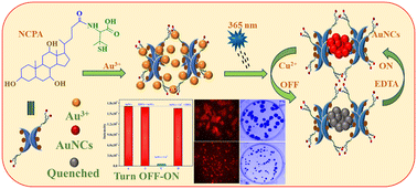 Graphical abstract: NCPA-templated red-emitting gold nanoclusters: a turn-off–on fluorescent probe for rapid and selective detection of Cu2+ ions in live cells and evaluation of anticancer activity
