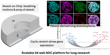 Graphical abstract: A novel alveoli-on-chip platform for modeling cyclic stretch in patient-derived alveolar epithelial cells cultured from organoids