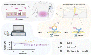 Graphical abstract: Gut health monitoring via intestinal barrier function screening using a transepidermal microneedle-based sensor