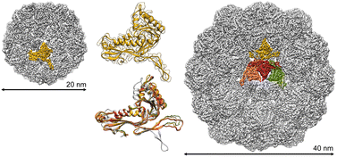 Graphical abstract: Biocatalytic application and structural elucidation of robust bacterial protein nanocages