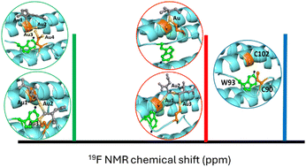 Graphical abstract: 19F NMR as a tool to probe drug binding and structural dynamics in ferritin-based nanocarriers