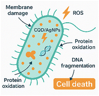 Graphical abstract: Green synthesis of a CQD/AGNPS composite from guava leaf and its potent antimicrobial activity against multidrug-resistant ESKAPEE pathogens