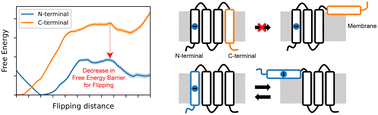 Graphical abstract: Bioinspired design rules for flipping across the lipid bilayer from systematic simulations of membrane protein segments