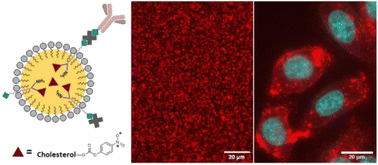 Graphical abstract: Functionalization of lipid nanoemulsions with humanized antibodies using plug-and-play cholesterol anchor for targeting cancer cells