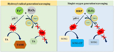 Graphical abstract: CeO2- and Mn3O4-based nanozymes exhibit scavenging of singlet oxygen species and hydroxyl radicals