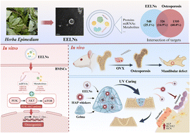 Graphical abstract: A comprehensive study on Herba Epimedium-derived extracellular nanovesicles as a prospective therapy for alveolar bone regeneration in postmenopausal osteoporosis