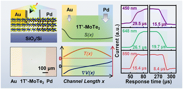 Graphical abstract: Photothermoelectric effect driven self-powered broadband photodetection in 1T′-MoTe2 with asymmetric electrodes