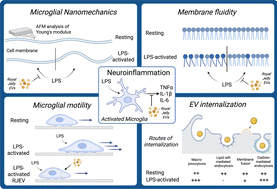 Graphical abstract: Royal jelly derived extracellular vesicles modulate microglial nanomechanics and inflammatory responses