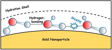 Graphical abstract: Hydration shell water surrounding citrate-stabilised gold nanoparticles