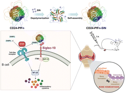 Graphical abstract: Targeted delivery of sinomenine hydrochloride using recombinant ferritin nanocages for rheumatoid arthritis treatment