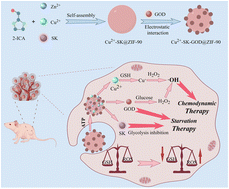 Graphical abstract: ATP-responsive nanoparticles for improved chemodynamic therapy and dual starvation therapy