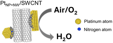 Graphical abstract: Pt nanoparticle–nanowire hybrids supported on single-walled carbon nanotubes for enhanced oxygen reduction reaction in polymer electrolyte fuel cells