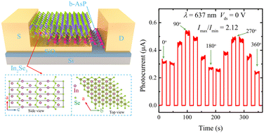 Graphical abstract: A polarization-sensitive photodetector based on a b-AsP/In2Se3 heterostructure