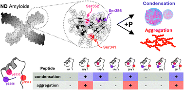 Graphical abstract: Specific phosphorylation patterns control the interplay between aggregation and condensation of Tau-R4 peptides