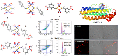 Graphical abstract: Photoinduced NO release of [Fe2(μ-SL)2(NO)4] complexes and their protein adducts: insights from structure, cytotoxicity, and photodynamic studies