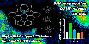 Graphical abstract: Immunogenic cell death-inducing Rh(i) and Ir(i) complexes with bis(imino)acenaphthene-derived ligands: insights into the role of the metal center and the ligands