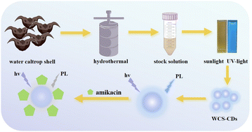 Graphical abstract: Facile preparation of fluorescent carbon dots from water caltrop shells and their application in amikacin sensing